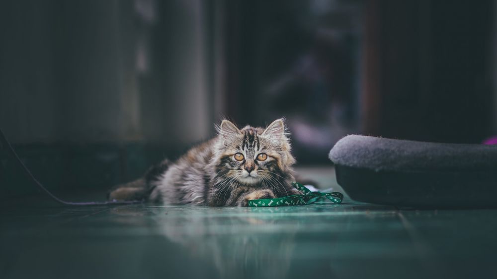 Обои для рабочего стола Кошка лежит на полу