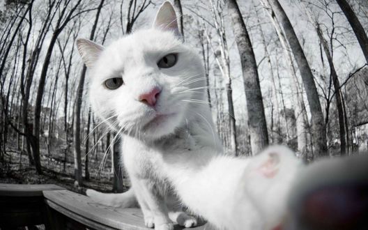 Обои на рабочий стол Селфи белого кота