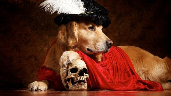 Обои на рабочий стол Собака породы золотистый ретривер в старинной шляпе положила лапу на череп