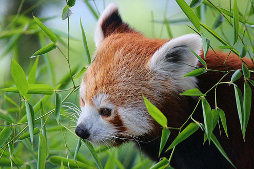 Обои на рабочий стол Панда среди веток с листьями