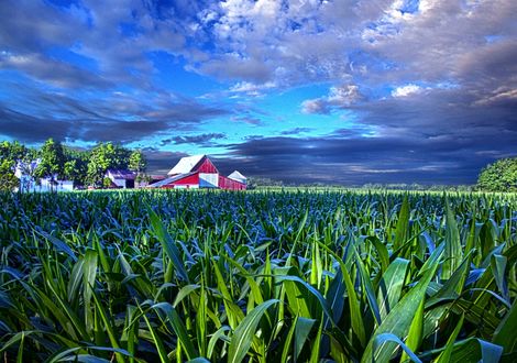 Обои на рабочий стол Яркая растительность под облачным небом, фотограф Phil Koch