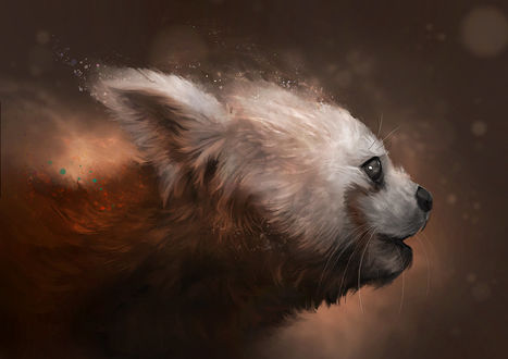 Обои на рабочий стол Красная панда, by Delun on DeviantArt