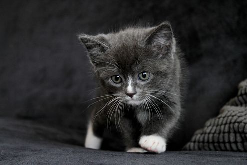 Обои на рабочий стол Милый котенок на черном покрывале