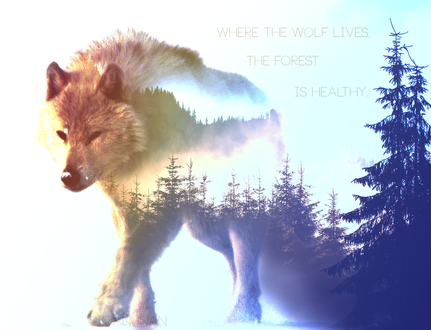 Обои на рабочий стол Полупрозрачный волк на фоне леса, (Where the wolf lives, the forest is healthy), работа simanunan