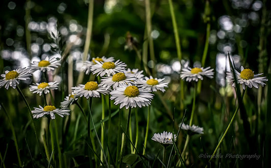 Обои на рабочий стол Ромашки в бликах, ву Limeblu photography