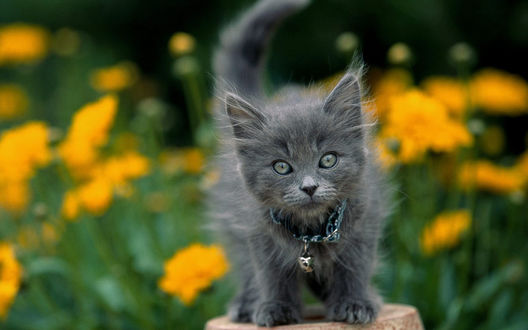 Обои на рабочий стол Серый котенок на размытом фоне цветов