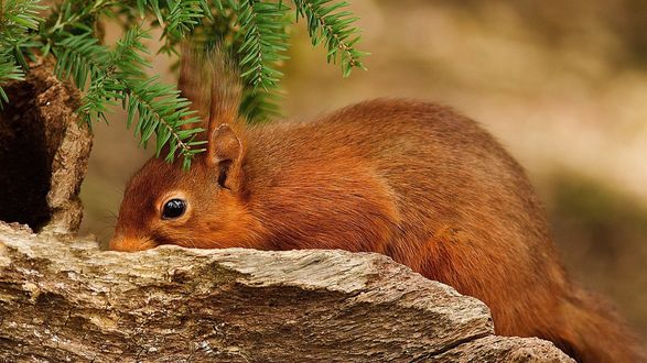 Обои на рабочий стол Белка сидит в листьях ели