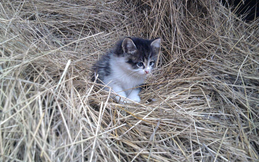 Обои на рабочий стол Котенок сидит на сене