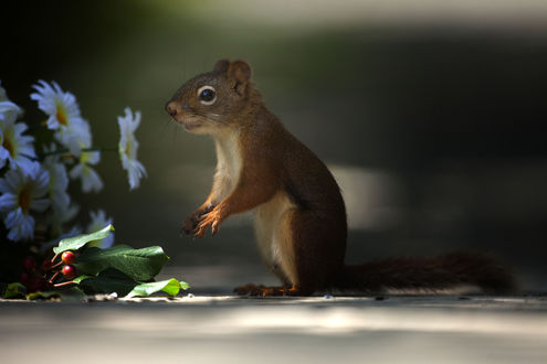 Обои на рабочий стол Белка стоит у цветов, ву Andre Villeneuve