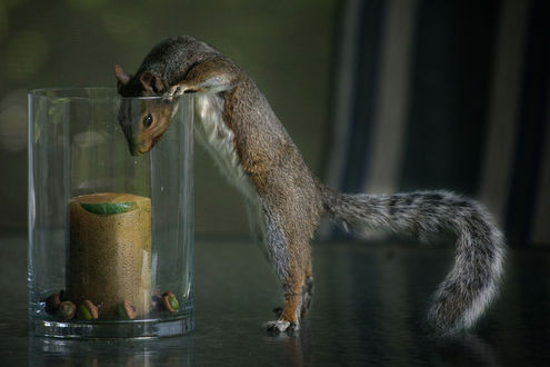 Обои на рабочий стол Белка заглядывает в банку с желудями, ву Andre Villeneuve
