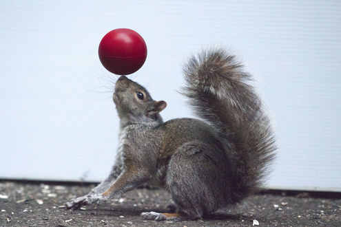 Обои на рабочий стол Белка с мячиком, ву Andre Villeneuve
