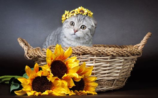 Обои на рабочий стол Милый котенок с веночком на голове сидит в плетенной корзинке рядом с букетом подсолнухов