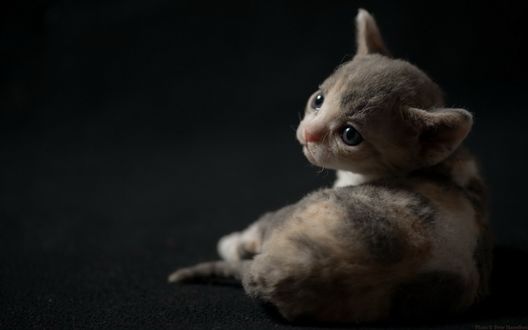 Обои на рабочий стол Маленький котенок на темном фоне