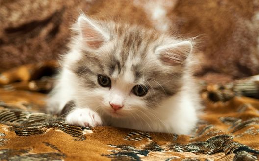 Обои на рабочий стол Милый котенок лежит на ковре