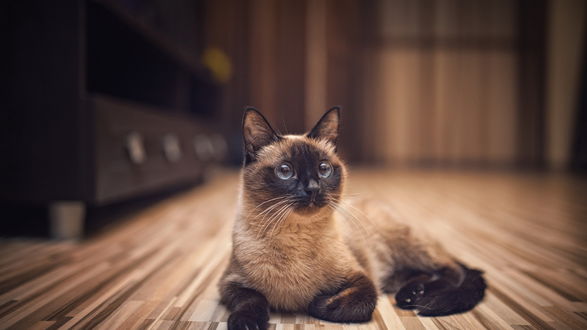 Обои на рабочий стол Сиамский кот лежит на полу