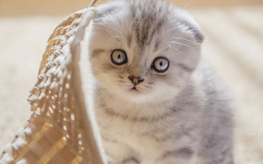 Дымчатый котенок фото пушистый
