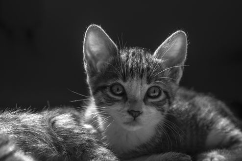 Обои на рабочий стол Котенок смотрит на нас
