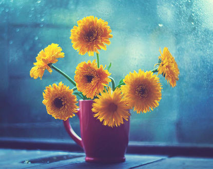 Обои на рабочий стол Желтые герберы в кружке, by arefin03