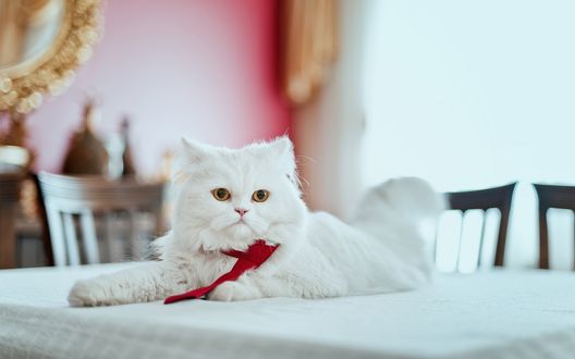 Обои на рабочий стол Персидский, белый кот с галстуком на шее лежит на столе