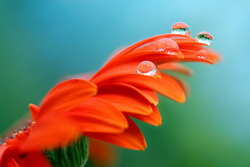 Обои на рабочий стол Gerbera color naranja con gotitas de agua / Оранжевая гербера с каплями воды