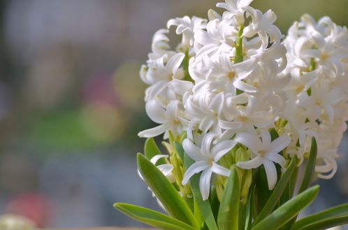 Обои на рабочий стол Jacintos color blanco con hojas verdes en un fondo borroso / Белые гиацинты с зелеными листьями, на размытом фоне