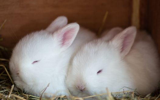 Обои на рабочий стол Два белых крольчонка спят на соломе