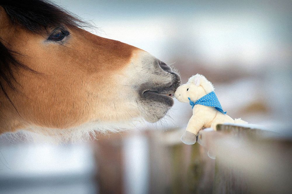 Обои для рабочего стола Живая лошадь целует игрушечную лошадку на размытом фоне