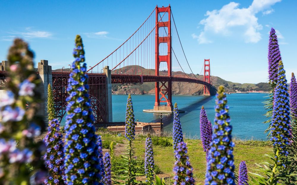 Обои для рабочего стола Сан-Франциско, США, синие цветы на фоне моста Золотые Ворота