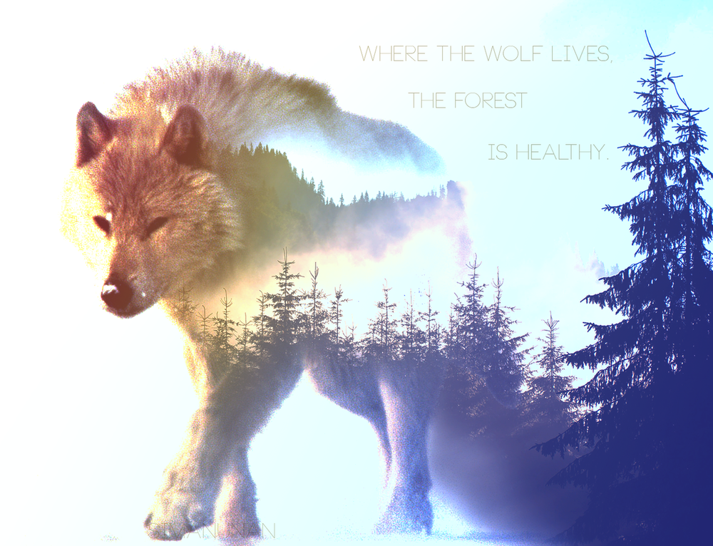 Обои для рабочего стола Полупрозрачный волк на фоне леса, (Where the wolf lives, the forest is healthy), работа simanunan