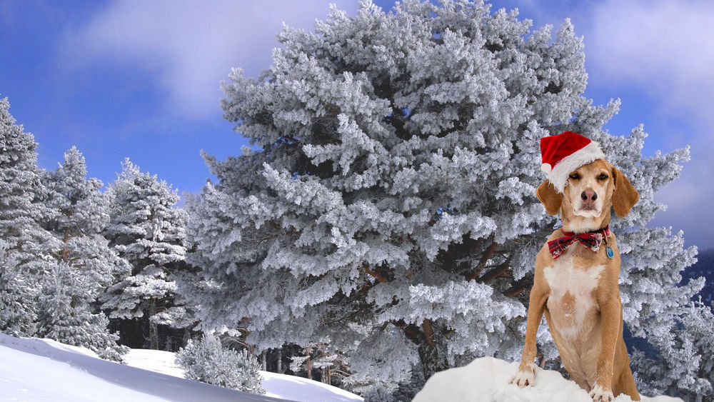 Обои для рабочего стола Собака в новогоднем колпаке стоит на заснеженном пригорке на фоне деревьев