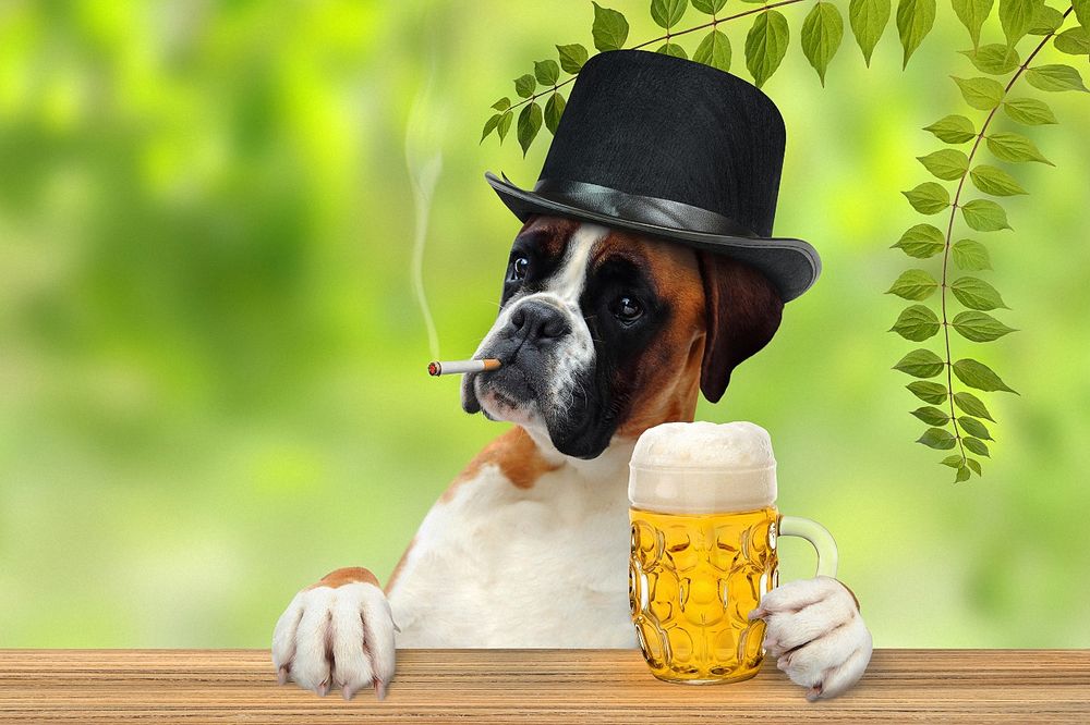 Обои для рабочего стола Собака породы боксер сидит за столом в шляпе, с сигаретой в зубах и с кружкой пива в лапе