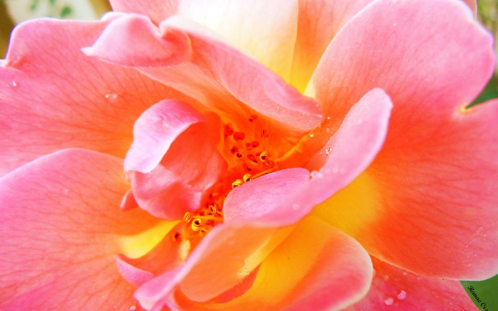 Обои для рабочего стола Розовый цветок в росе