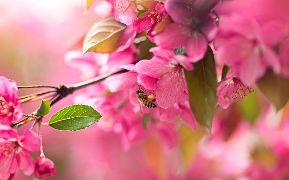 Обои для рабочего стола Пчела собирает нектар с цветущей вишни