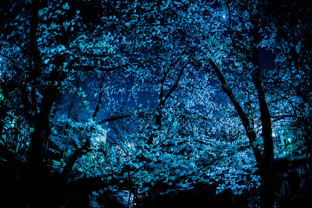 Обои для рабочего стола Вишни в цвету ночью, ву Norryism Photography