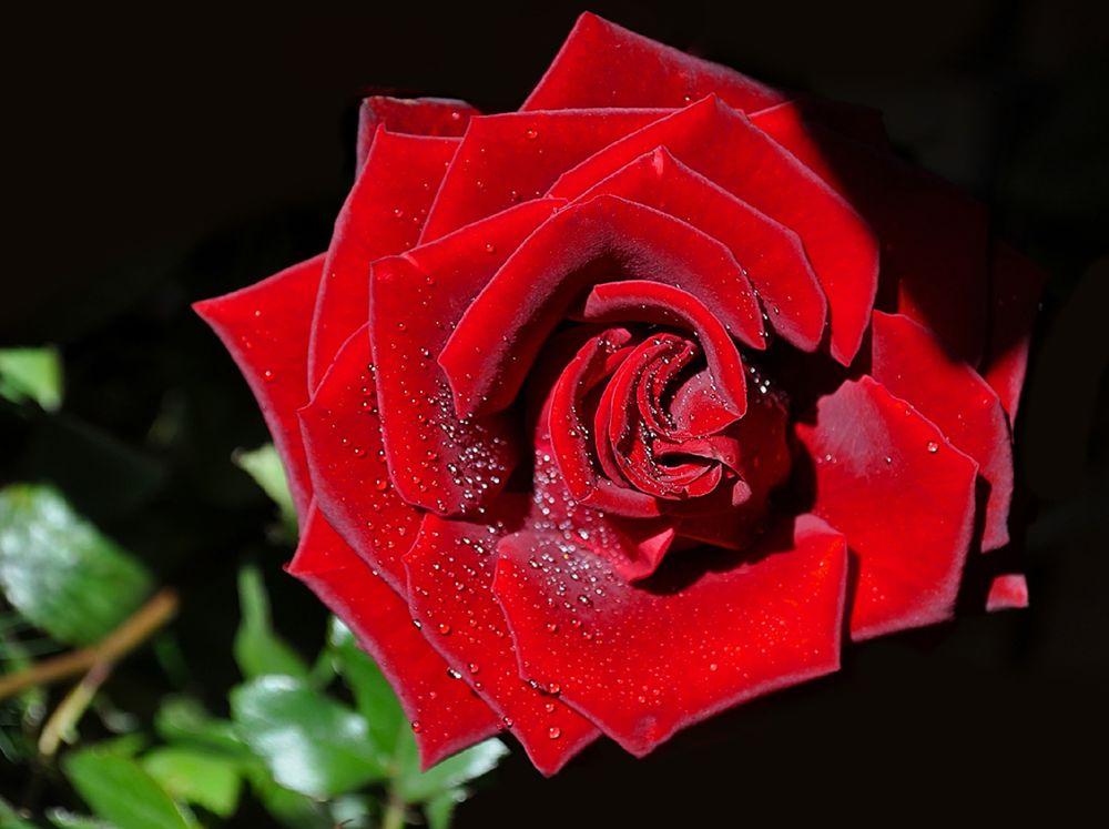 Обои для рабочего стола Алая бархатная роза с каплями росы