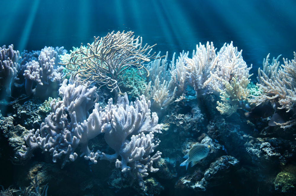 Обои для рабочего стола Разные кораллы с рыбками под водой, освещаемые лучами солнца