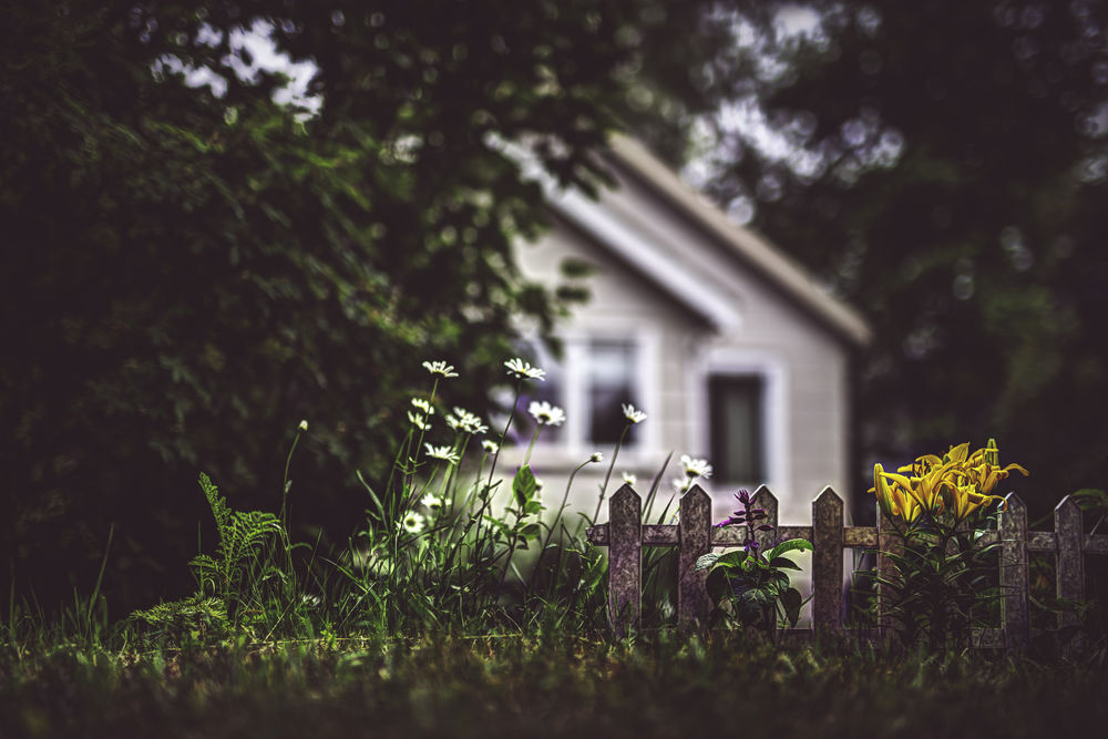 Обои для рабочего стола Цветы, растущие возле деревянного забора, на размытом фоне дома и деревьев