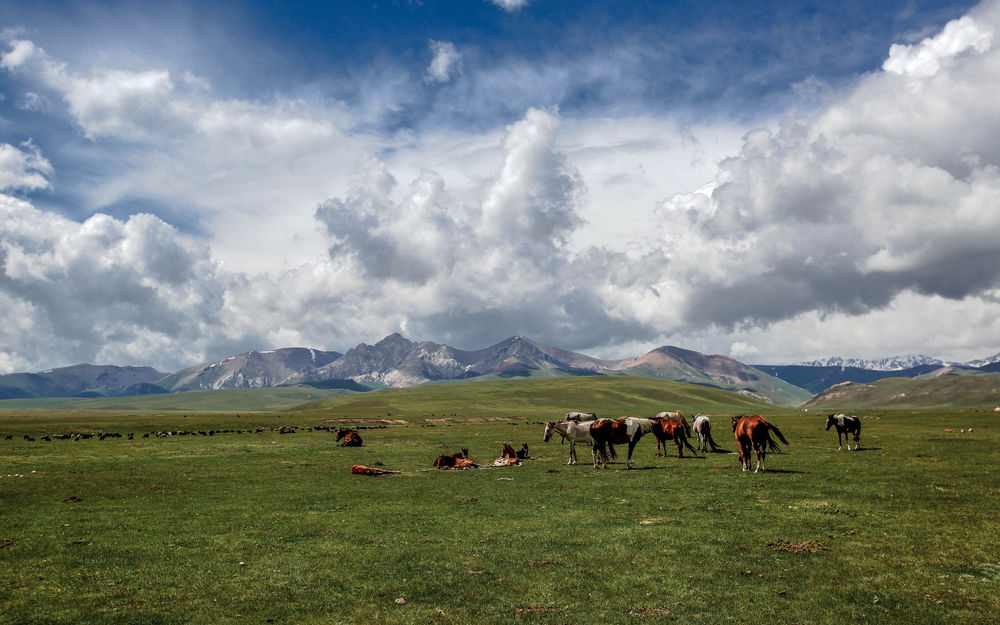Обои для рабочего стола Manada de caballos pastoreando en la hierba verde y fresca / Табун лошадей, пасущихся на свежей траве, на фоне гор и облачного неба