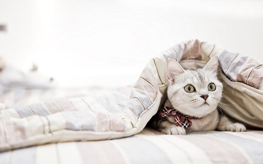 Обои на рабочий стол Кот лежит под одеялом