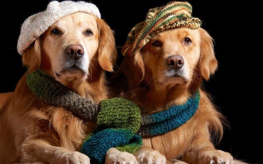 Обои на рабочий стол Два золотистых ретривера в шапочках и шарфике
