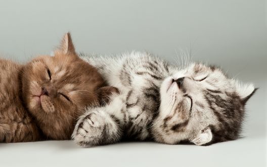 Обои на рабочий стол Два спящих котенка