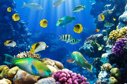 Обои на рабочий стол Красивые разноцветные рыбки под водой