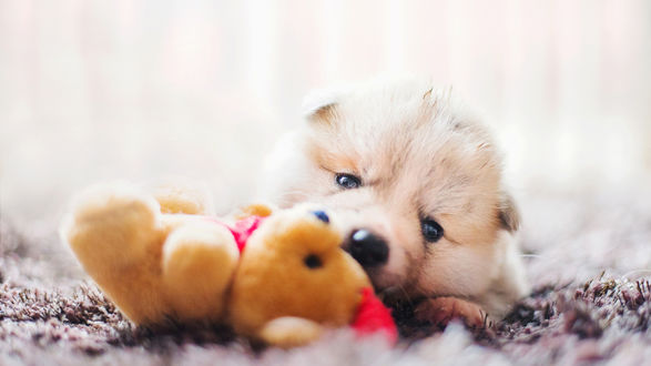 Обои на рабочий стол Щенок с игрушкой