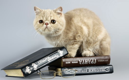 Обои на рабочий стол Забавный кот сидит на книгах, рядом лежат очки