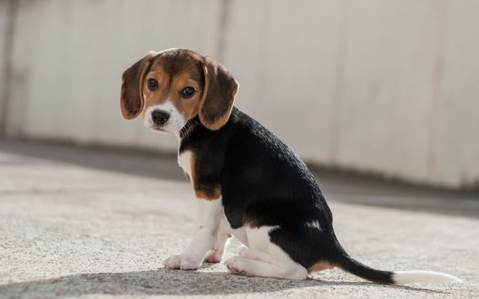 Обои на рабочий стол Милый щенок породы Бигль / Beagle