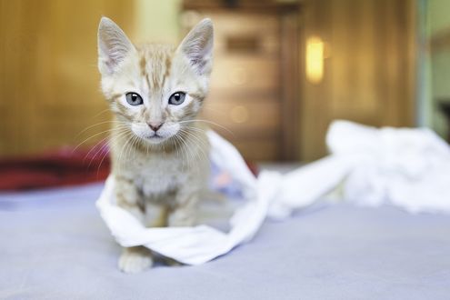 Обои на рабочий стол Рыжий котенок, в макросъемке, обмотан белой тканью