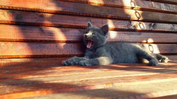 Обои на рабочий стол Котенок лежит на скамейке