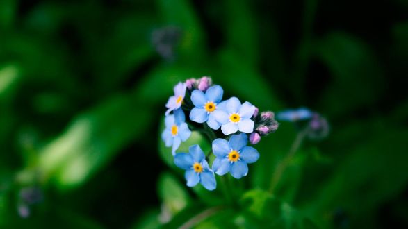 Синие цветы незабудки бесплатно