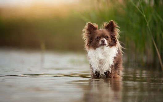 Обои на рабочий стол Собачка маленькой породы стоит в воде, рядом растет трава
