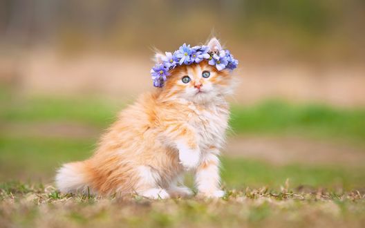 Обои на рабочий стол Рыжий котенок в венке